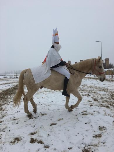 Naši poníci a koně